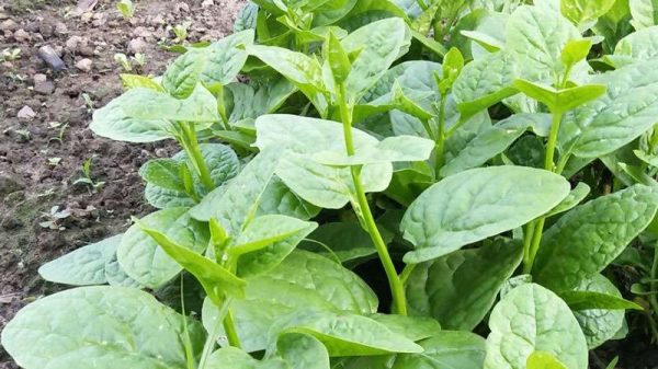 木耳菜叫什么菜