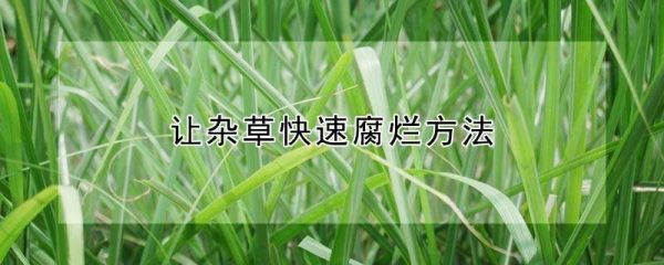 让杂草快速腐烂方法