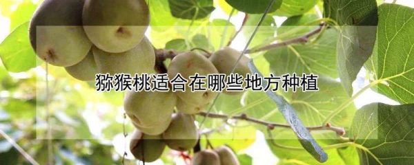 猕猴桃适合在哪些地方种植