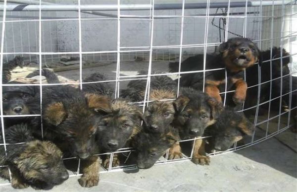 养10只肉狗的利润多少？