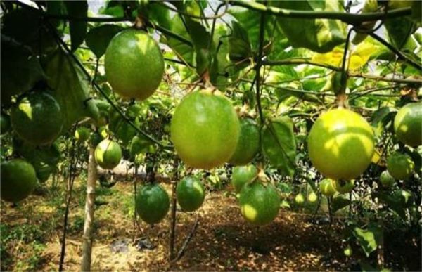 百香果的采收及保存多久？