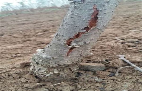 猕猴桃冻害怎么办？