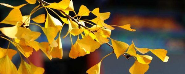 银杏叶长什么样子