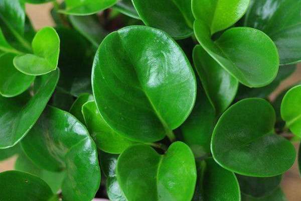 豆瓣绿可以放卧室吗