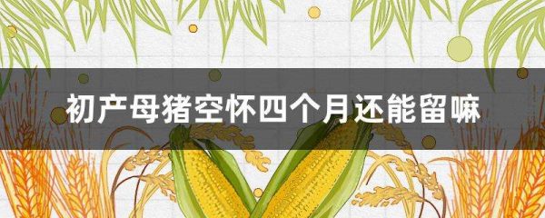初产母猪空怀四个月还能留嘛