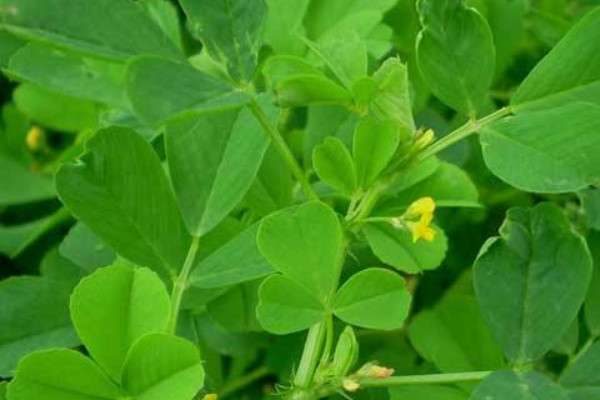 人工种植苜蓿草方法