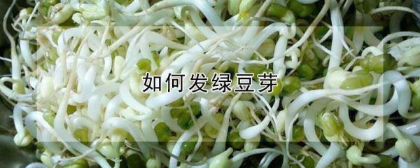 如何发绿豆芽