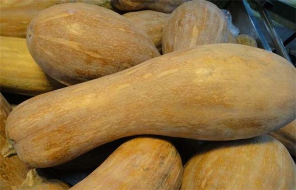 种一亩南瓜利润多少？