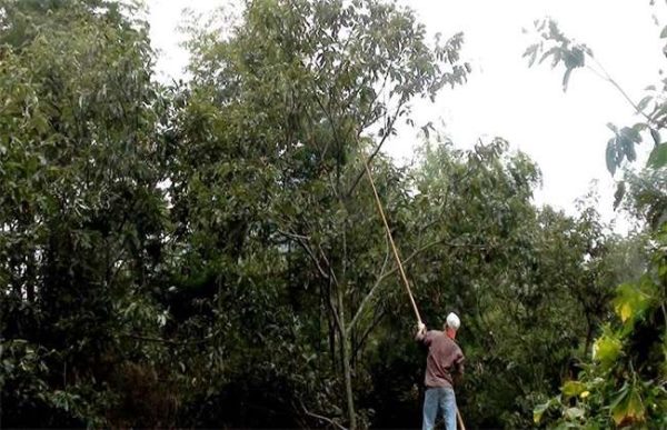 板栗的采收及贮藏多久？