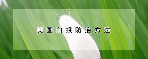 美国白蛾防治方法