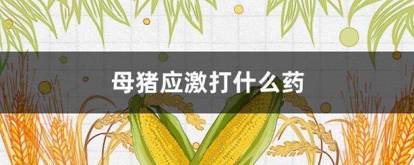 母猪应激打什么药