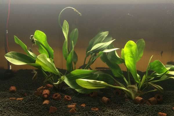 鱼缸净化的植物