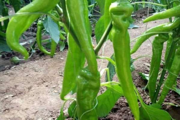 辣椒一窝栽几棵