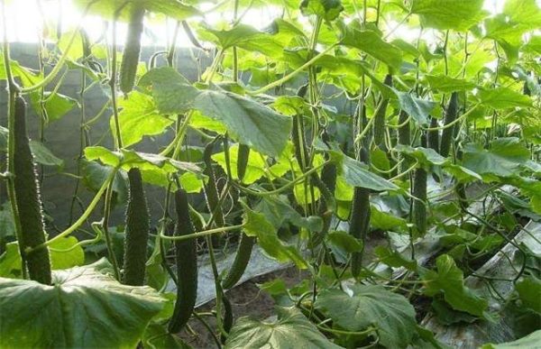 黄瓜的越冬管理多久？