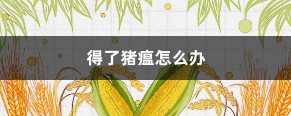 得了猪瘟怎么办？