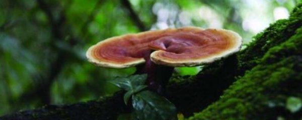 灵芝用什么土养