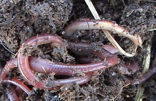 蚯蚓的销售渠道有哪些？