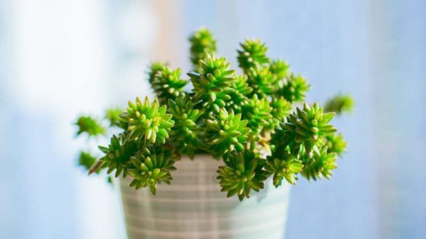 白花小松繁殖方法