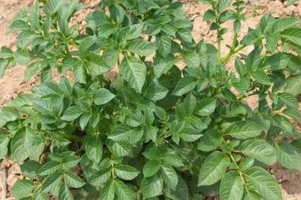 土豆叶子发黄怎么回事