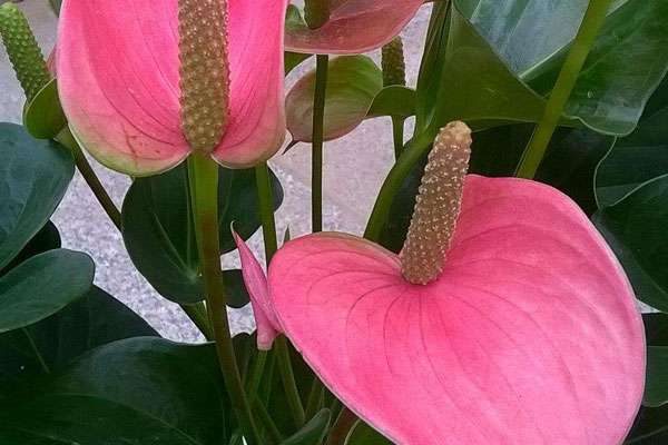 粉掌花变绿后怎么处理