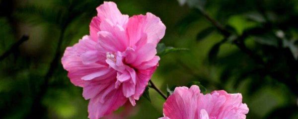 木槿花能用硫酸亚铁吗