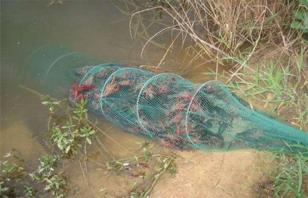 养10亩龙虾赚多少钱