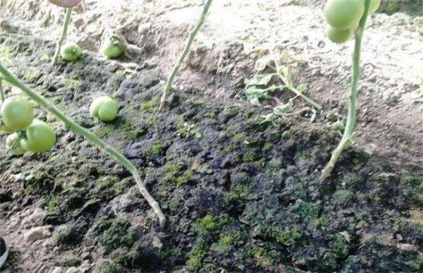 大棚土壤长青苔原因及解决多久？