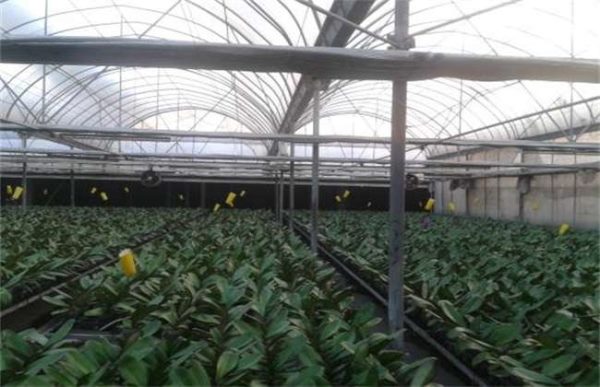 冬春季大棚作物整枝注意事项