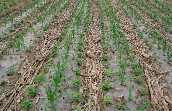 玉米免耕播种有什么优点