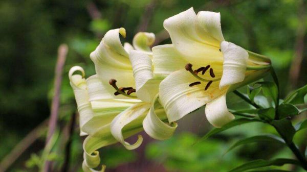 送老师什么花比较好