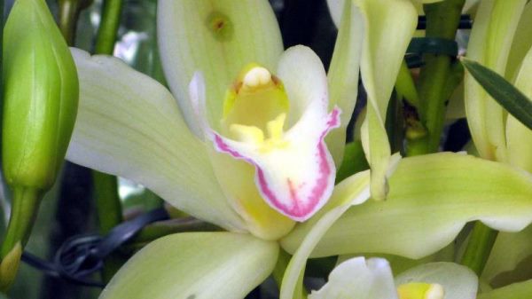 阿斯匹林适合浇什么样的花