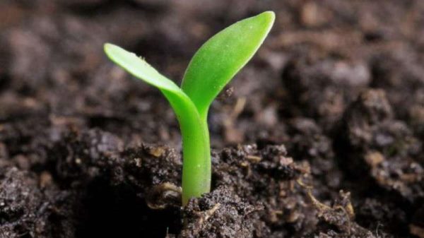 植物怎么传播种子的