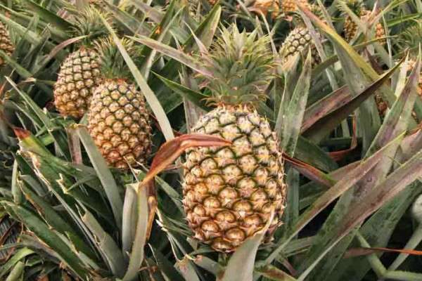 菠萝和凤梨的区别？