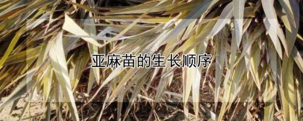 亚麻苗的生长顺序