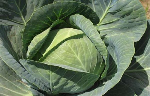 甘蓝不包心怎么办？