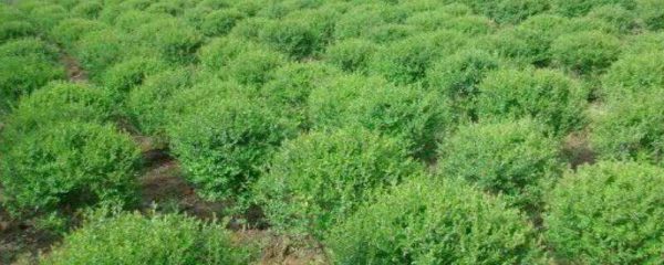 水蜡的修剪方法