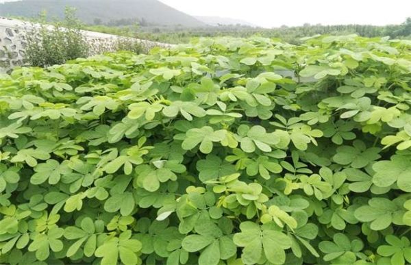 如何提高决明子的产量