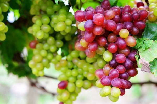 提子和葡萄的区别？