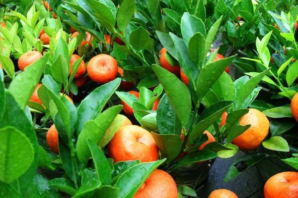 桔子树什么时候修剪