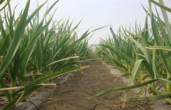 种植一亩大蒜利润多少？