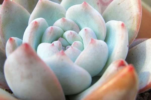 多肉橙梦露和芙蓉雪莲的区别