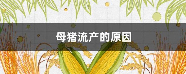 母猪流产的原因？