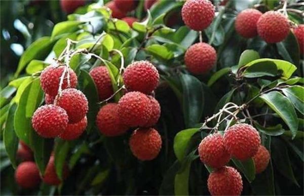 加入水果种植需要考虑的问题