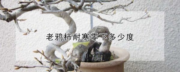 老鸦柿耐寒零下多少度