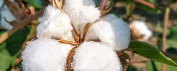 棉花蕾期如何整枝