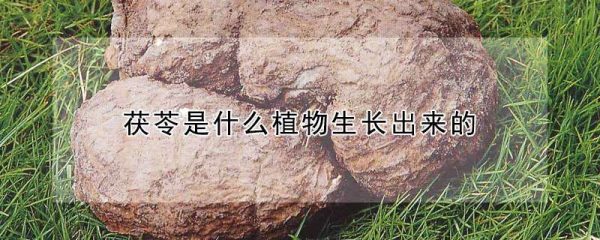 茯苓是什么植物生长出来的