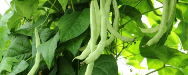 四季豆种子催芽方法