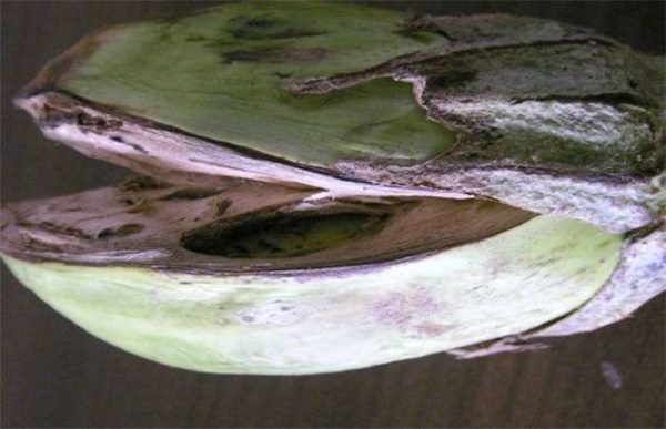 茄子裂果是怎么回事