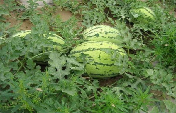 种10亩西瓜能赚多少钱