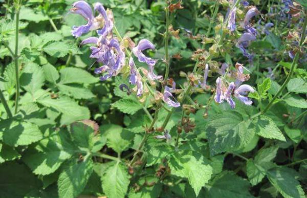 丹参种植一亩地收益